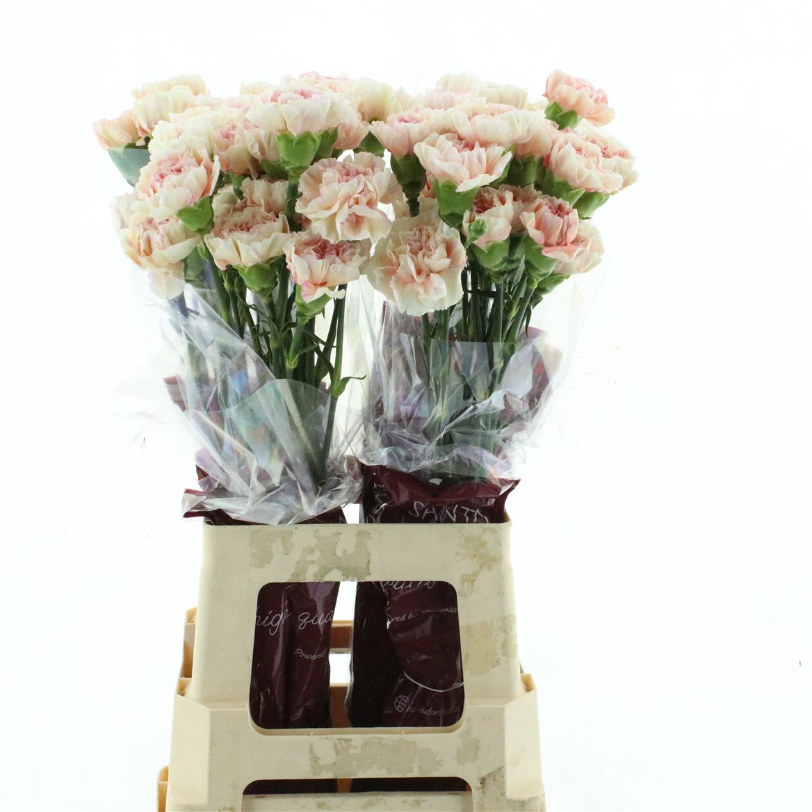 Dianthus St 70cm