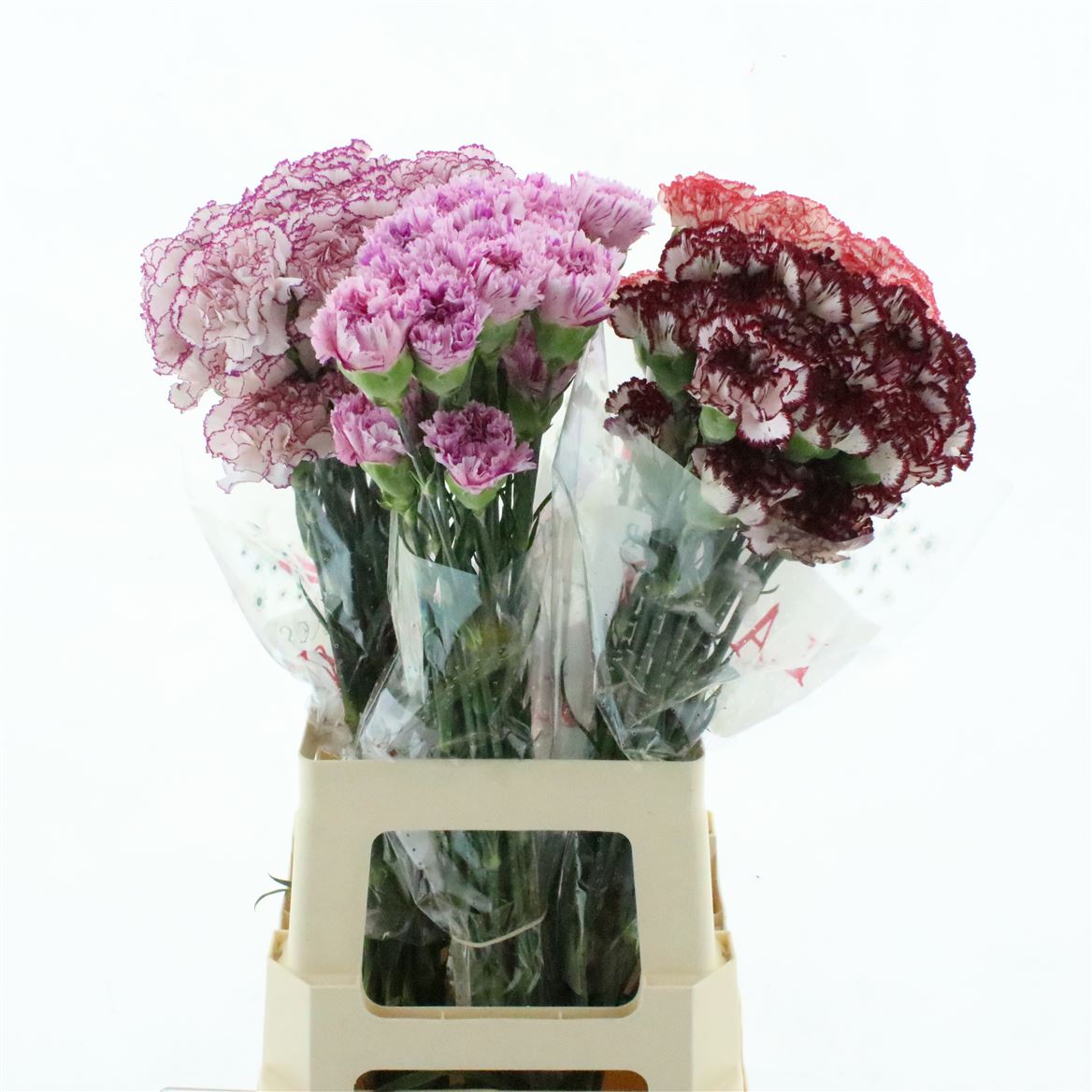 Dianthus Single Gem In Fust 70cm