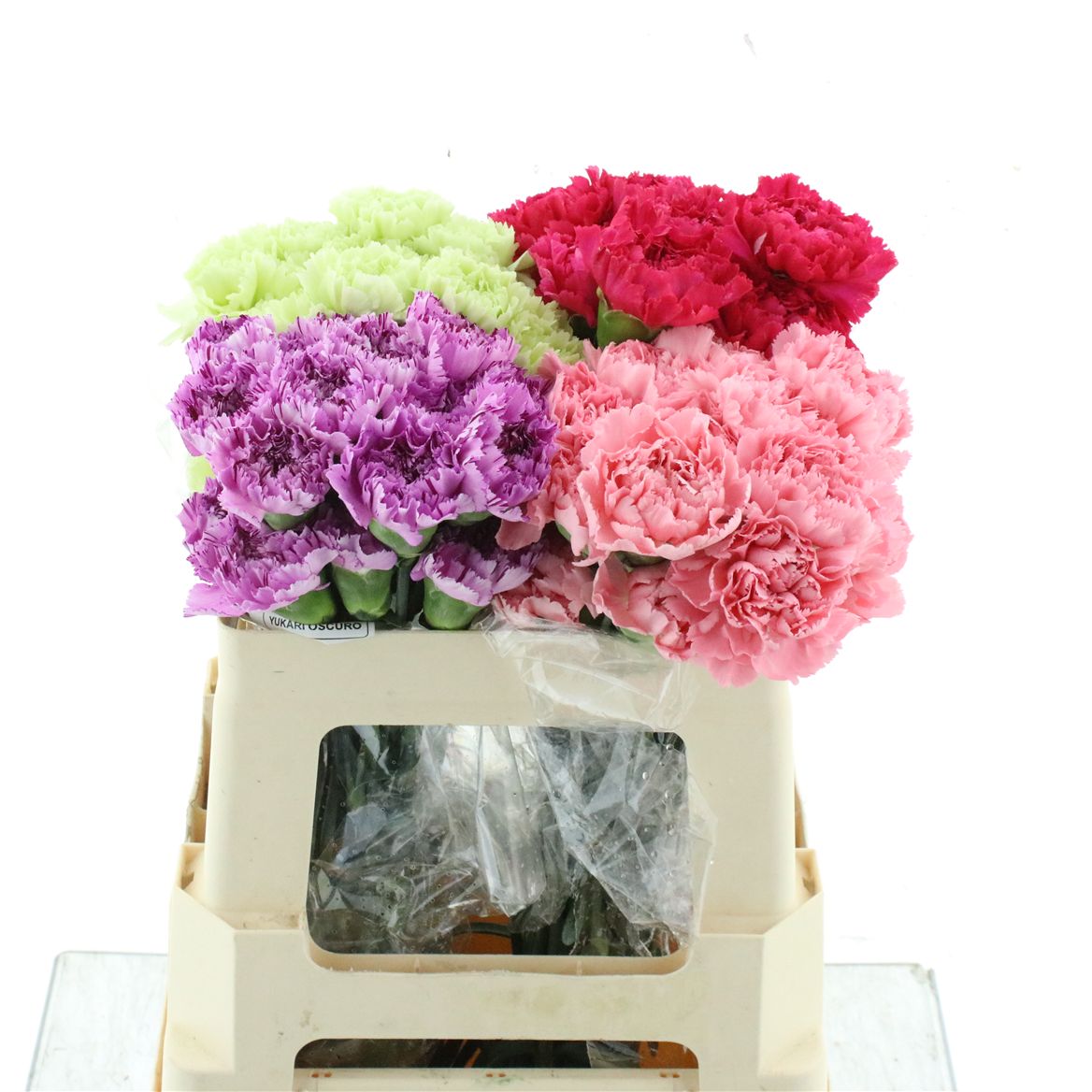 Dianthus Single Mix 55cm