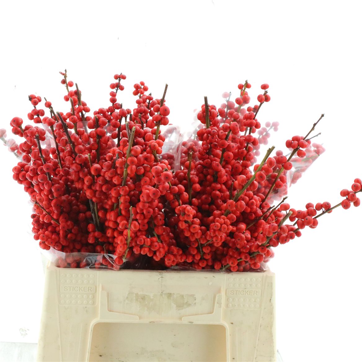 Ilex Verticlilata 40cm