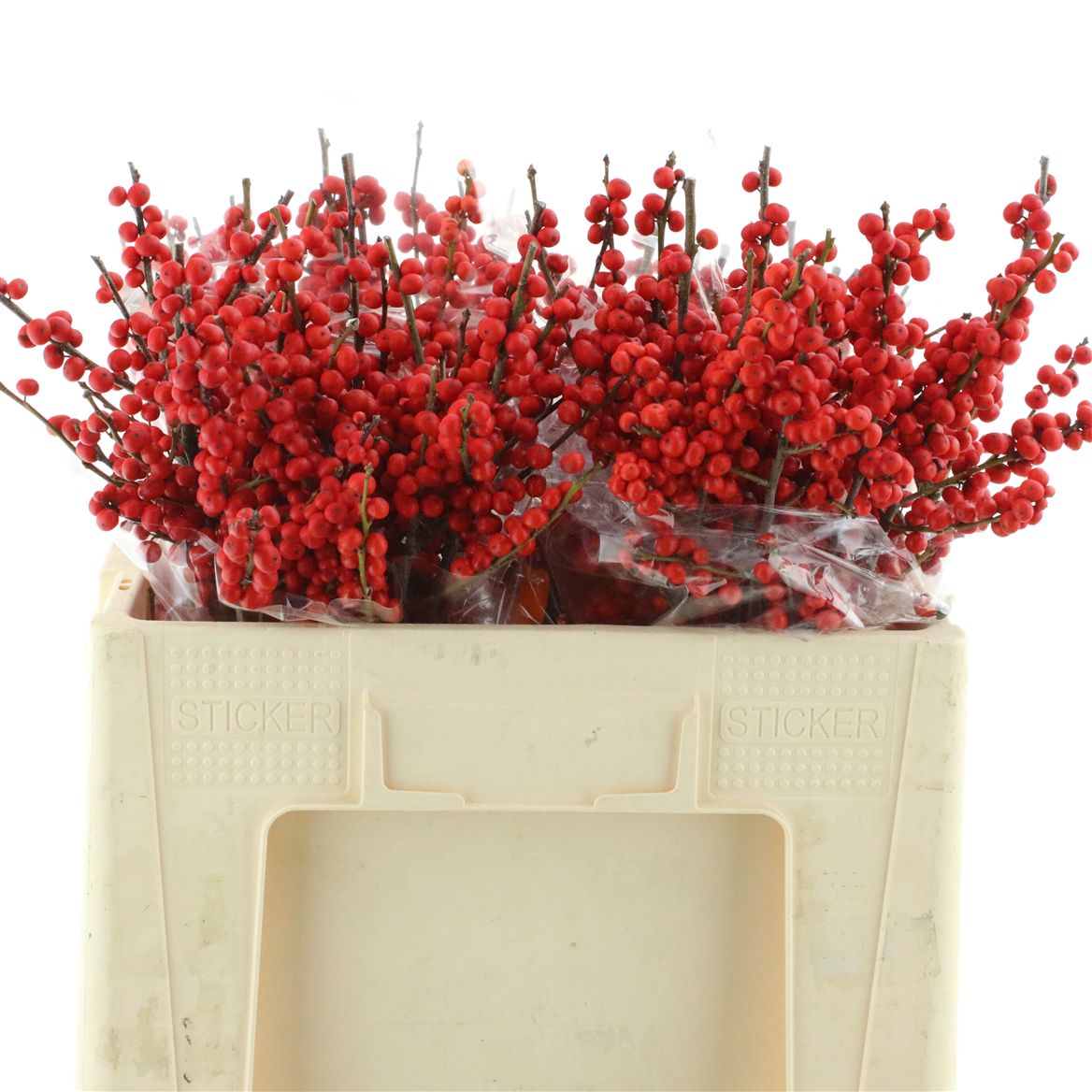 Ilex Verticlilata 50cm