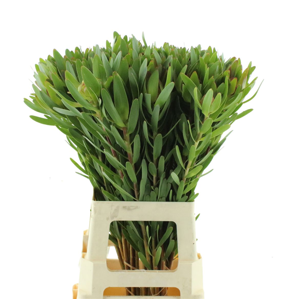 Leucadendron 70cm