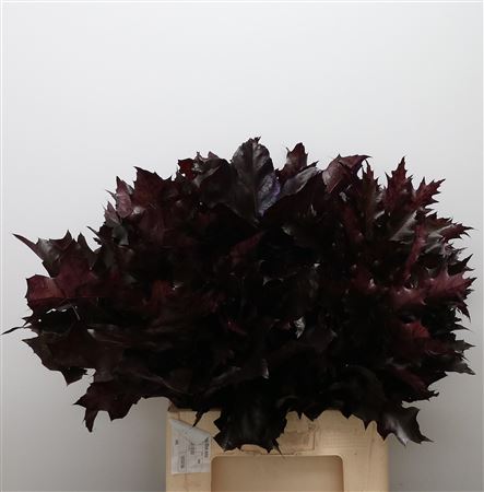 Quer Rubra Aubergine