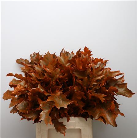 Quer Rubra Oranje