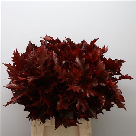 Quer Rubra Rood