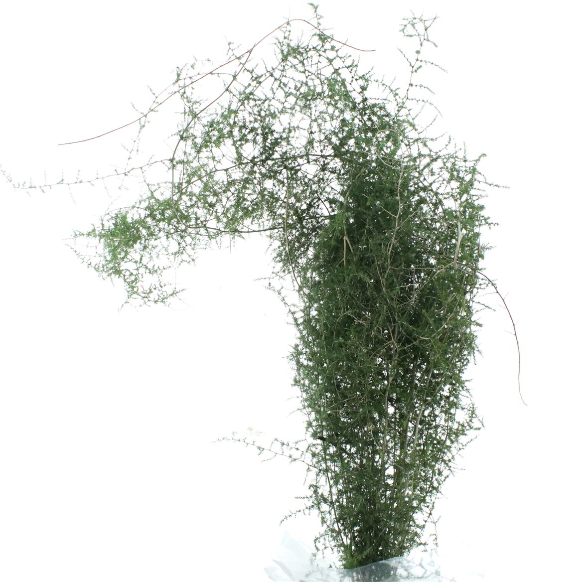 Asparagus Setaceus 100cm