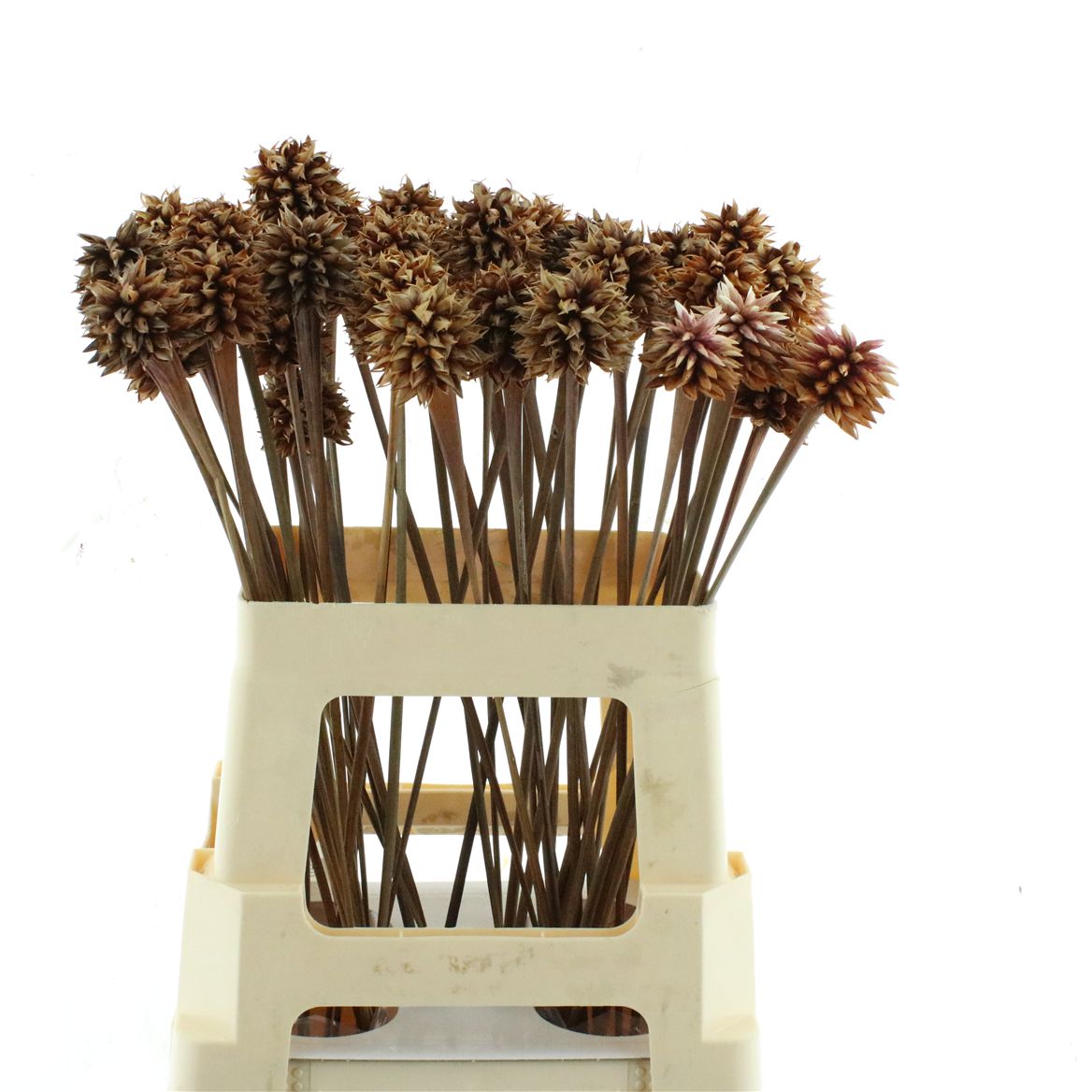 Verbena Blue 60cm