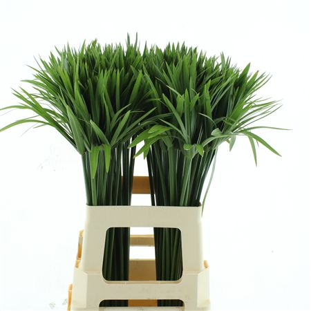 Decogroen Groot Blad