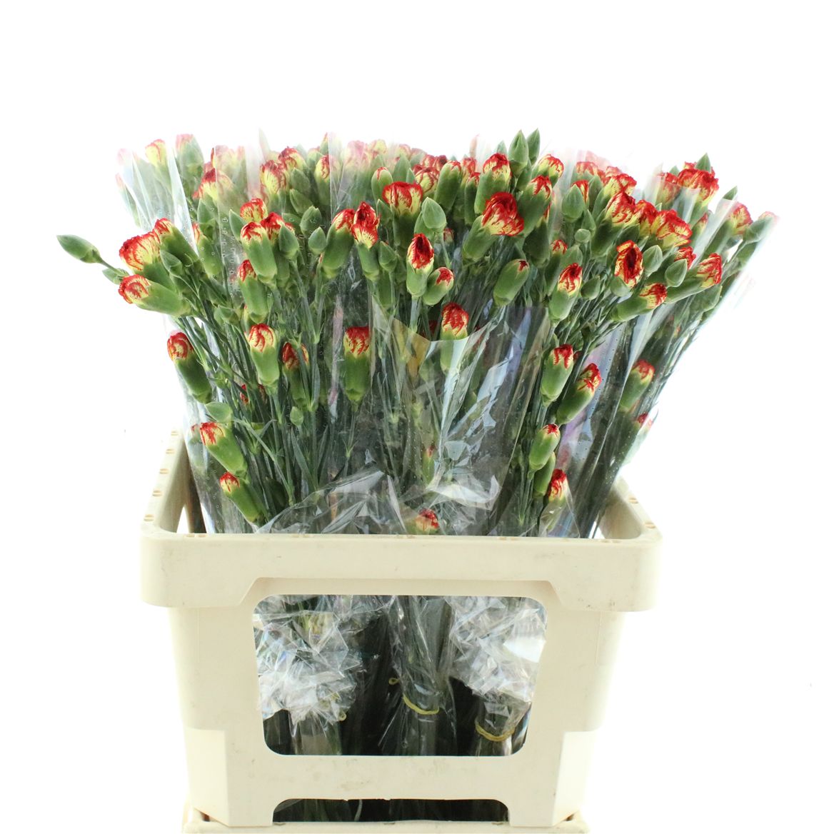 Dianthus Spray Yellow Eveline 65cm