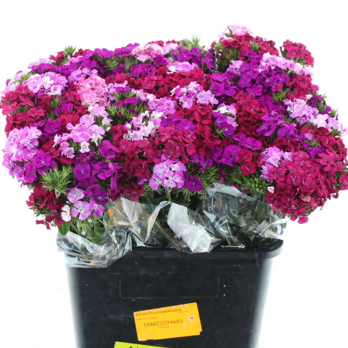 Dianthus Barb Mix 55cm