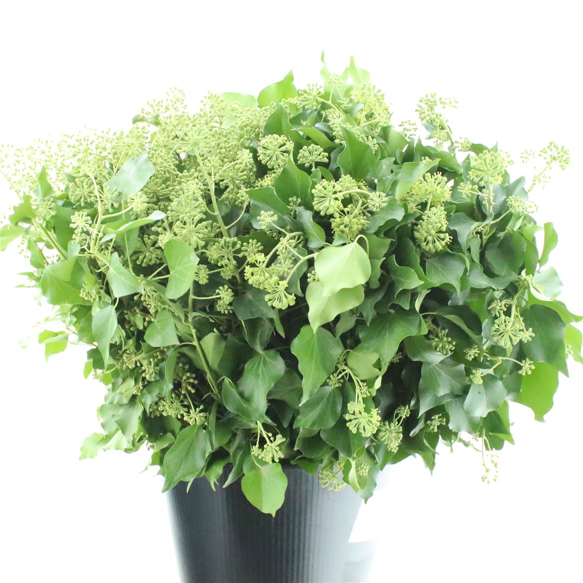 Hedera Helix Leave 50cm