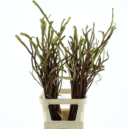 Salix Sekka Bandwilg