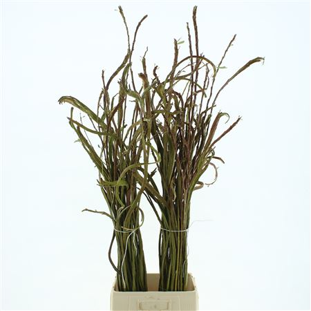 Salix Sekka Bandwilg