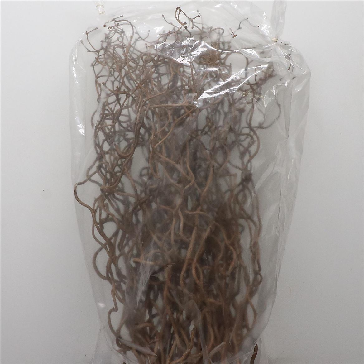Corylus Avellana Contorta 120cm