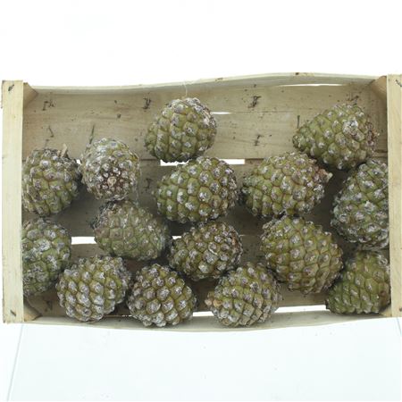 Pine Cone Big