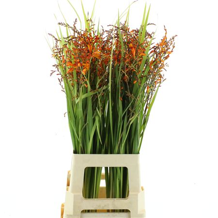 Crocos Red King