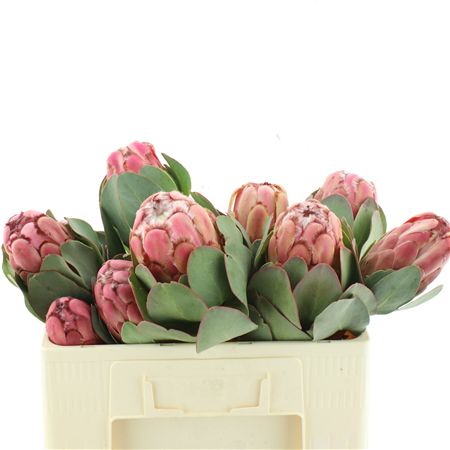Protea Grandiceps