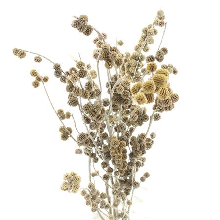 Dried Casouarina X X L (p Stem)