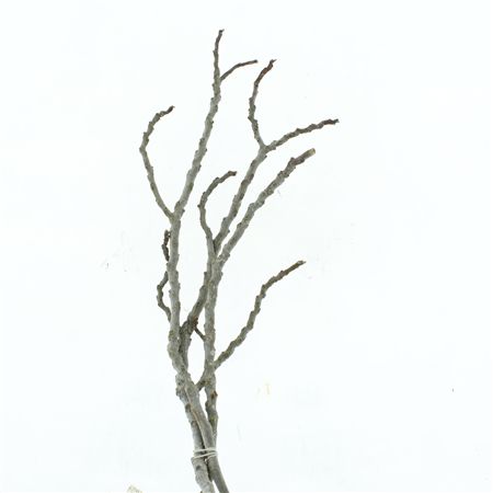 Dried Fig Branch (p Stem)