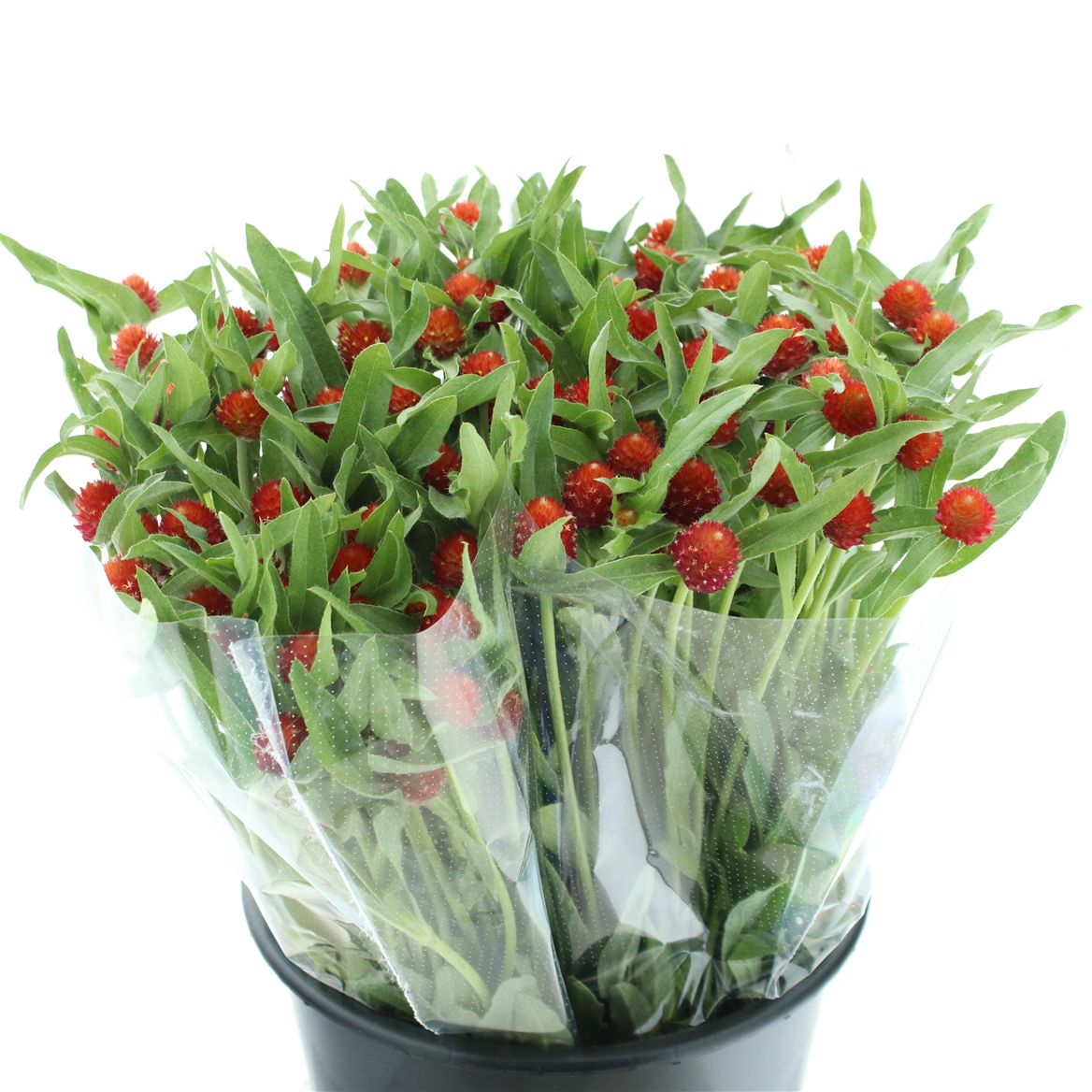 Gomphrena Globosa Strawberry Fields 50cm