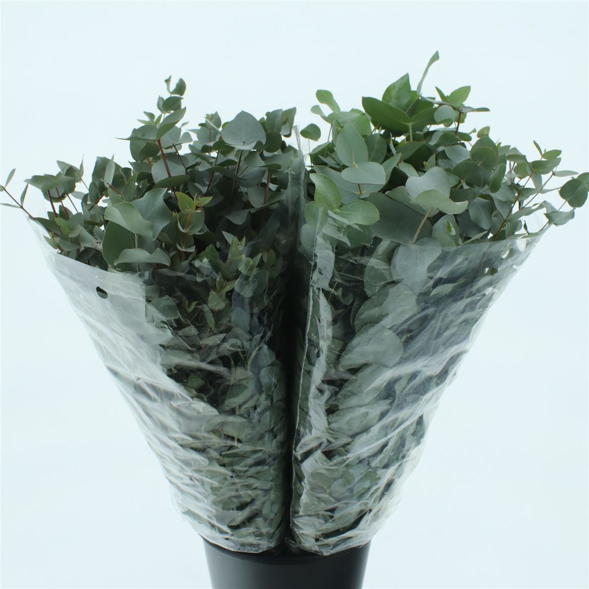 Eucalyptus Cinerea 70cm 200gram