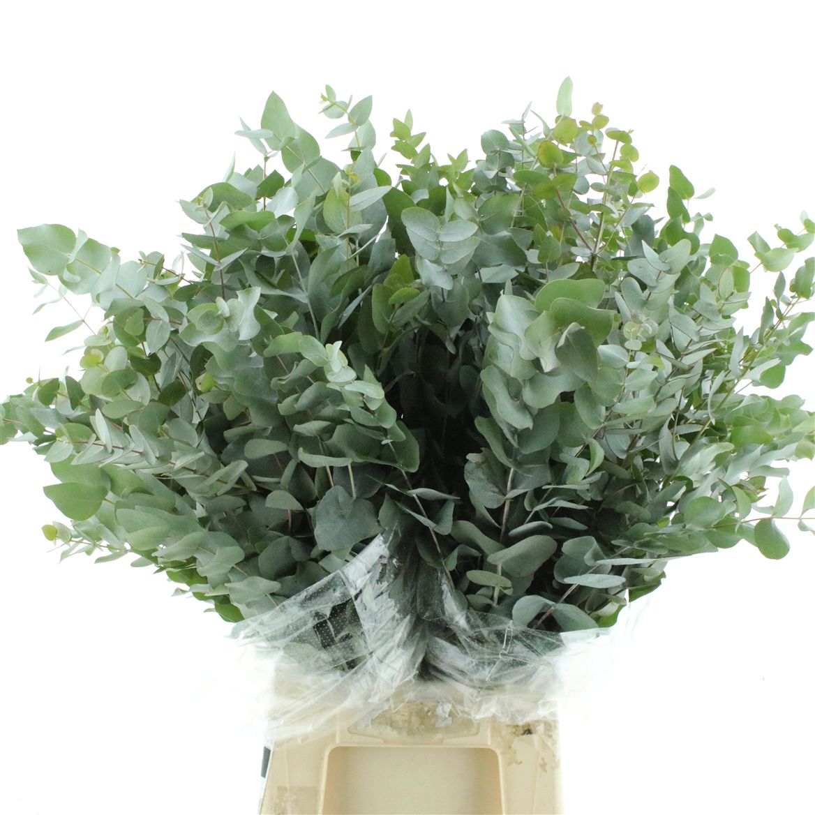 Eucalyptus Cinerea 70cm 300gram