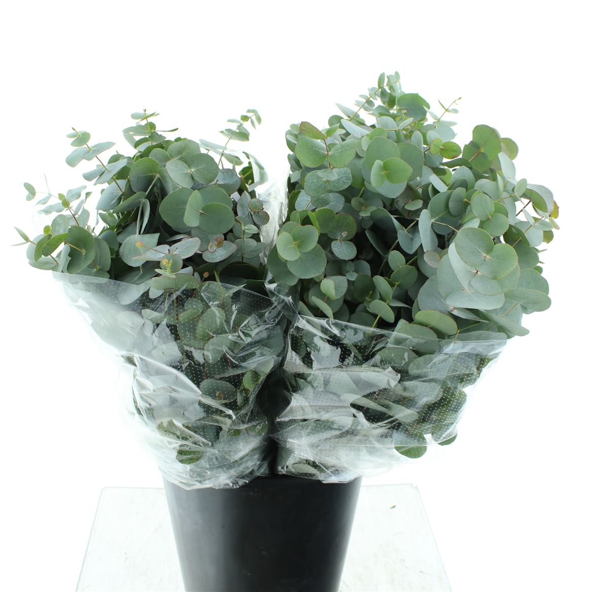 Eucalyptus Cinerea 50cm 200gram
