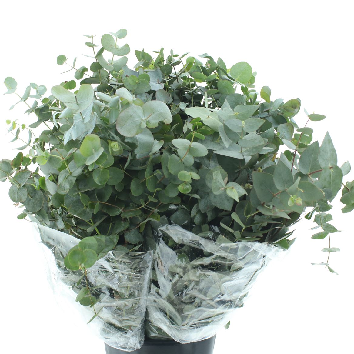 Eucalyptus Cinerea 70cm 200gram