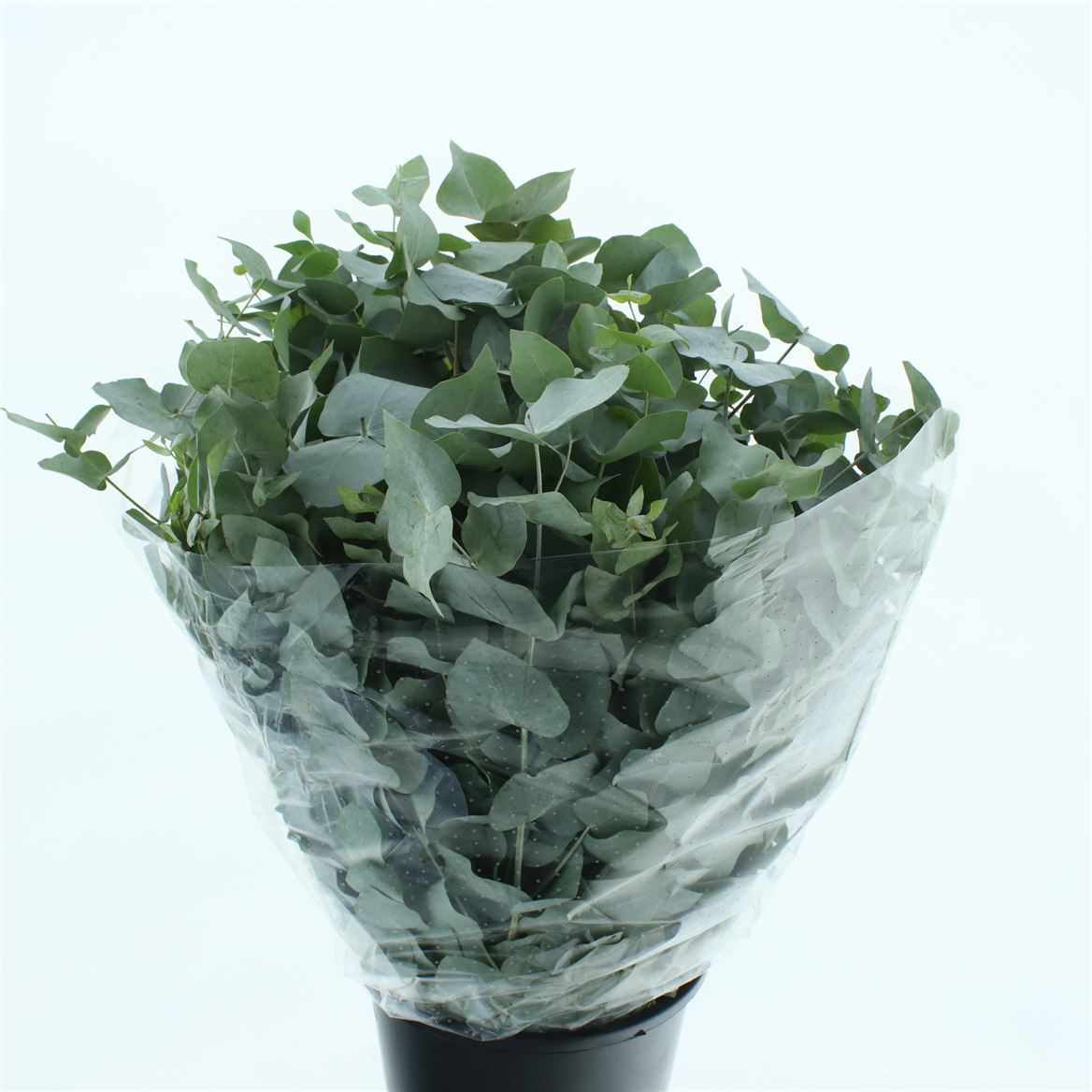 Eucalyptus Cinerea 70cm 300gram