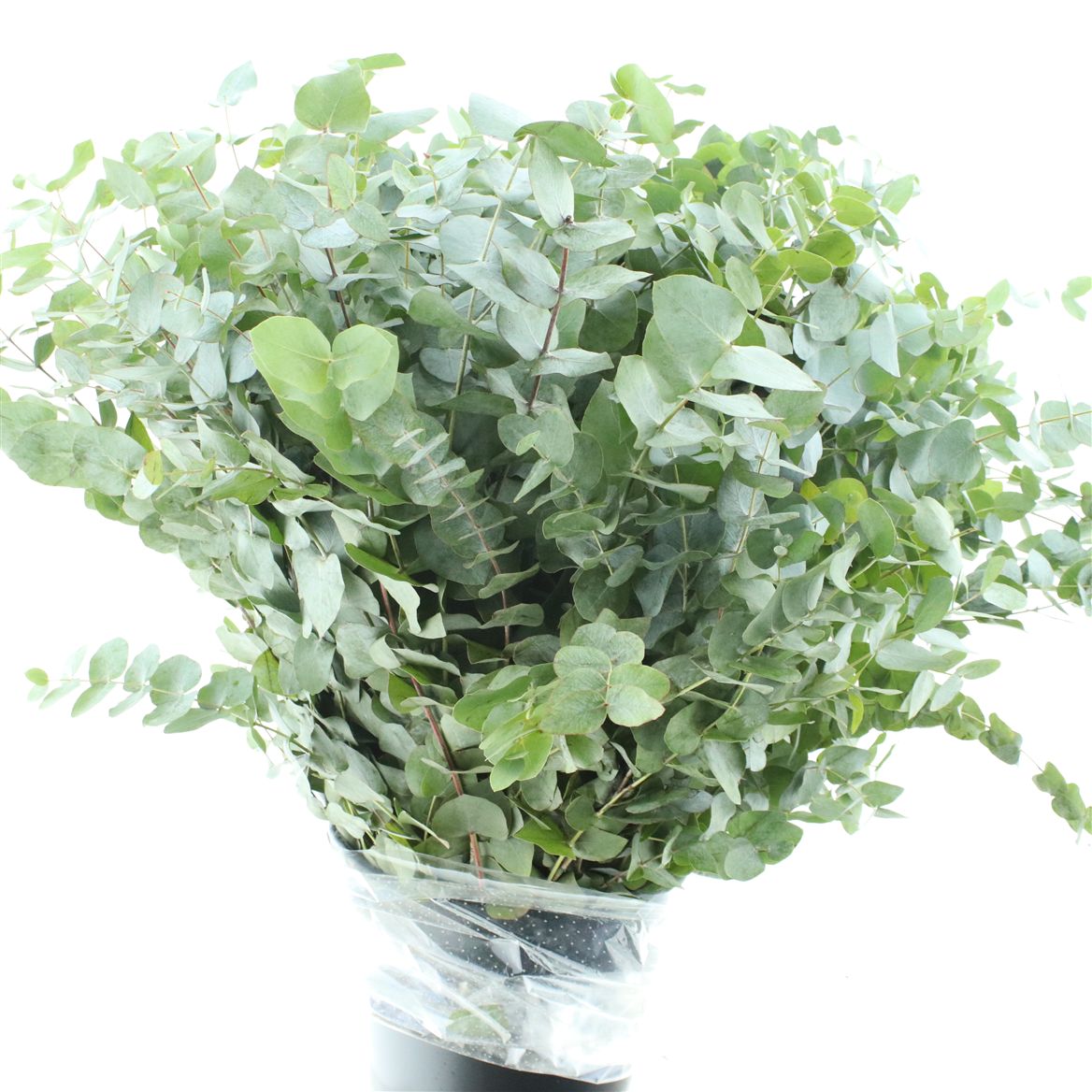 Eucalyptus Cinerea 70cm 400gram