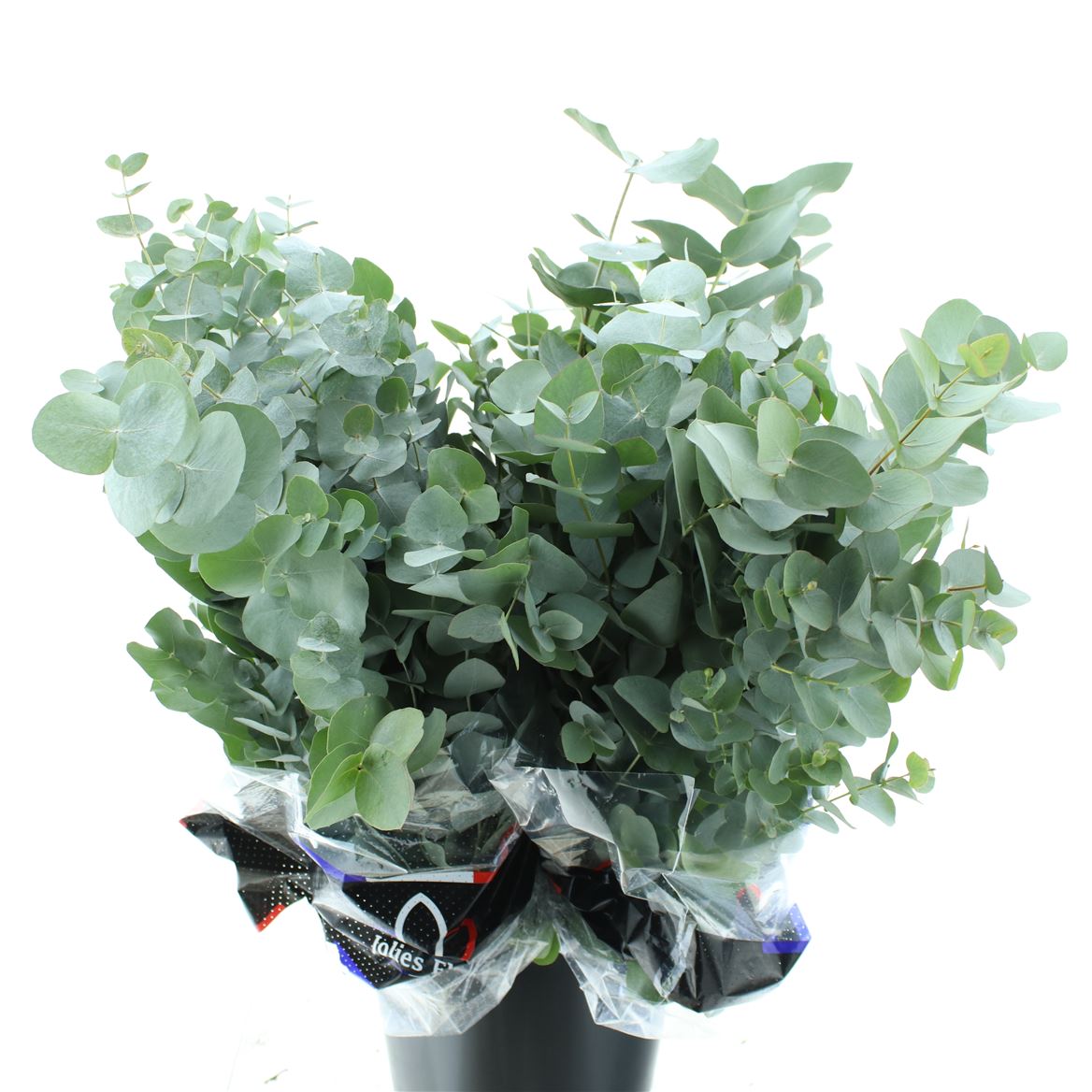 Eucalyptus Cinerea 70cm 200gram