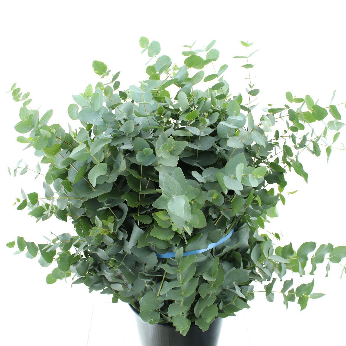 Eucalyptus Cinerea 70cm 300gram