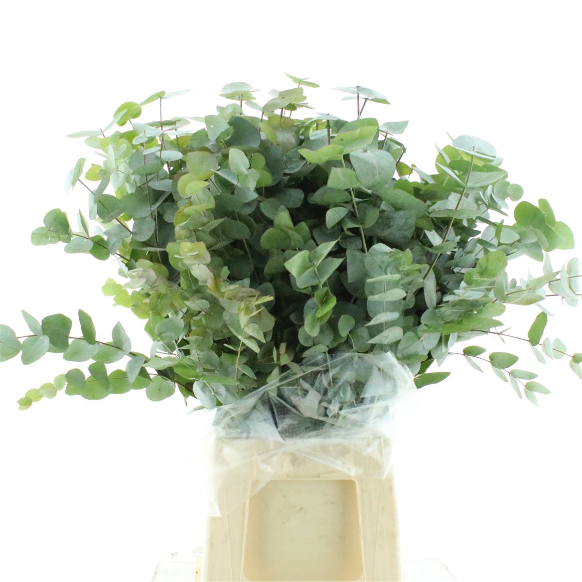 Eucalyptus Cinerea 70cm 300gram