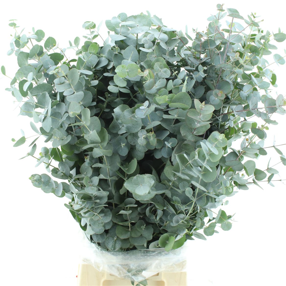 Eucalyptus Cinerea 70cm 400gram