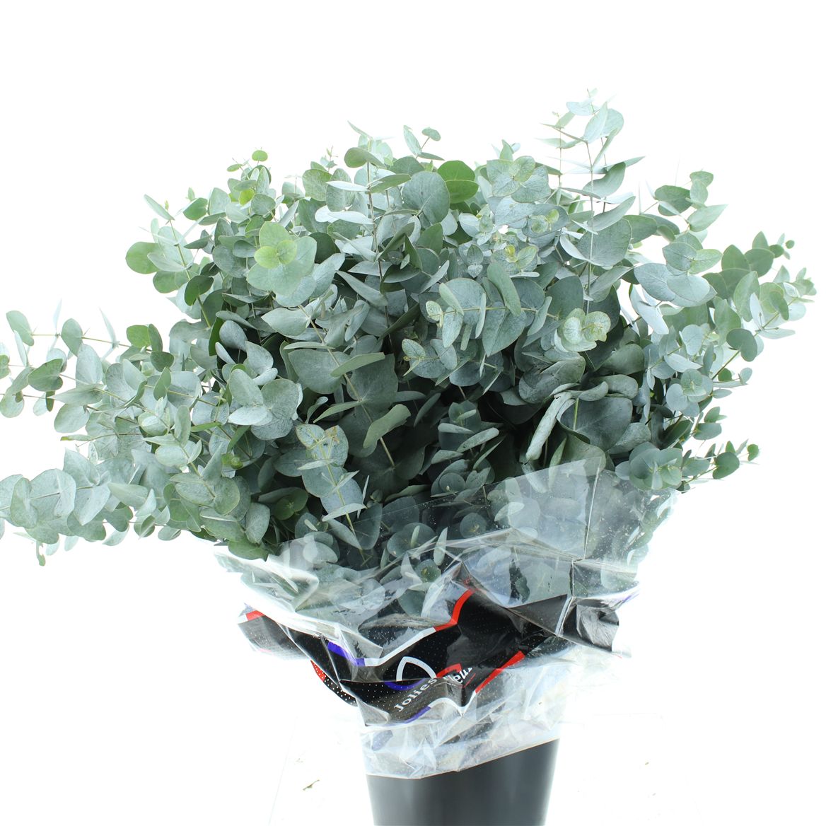Eucalyptus Cinerea 70cm 300gram