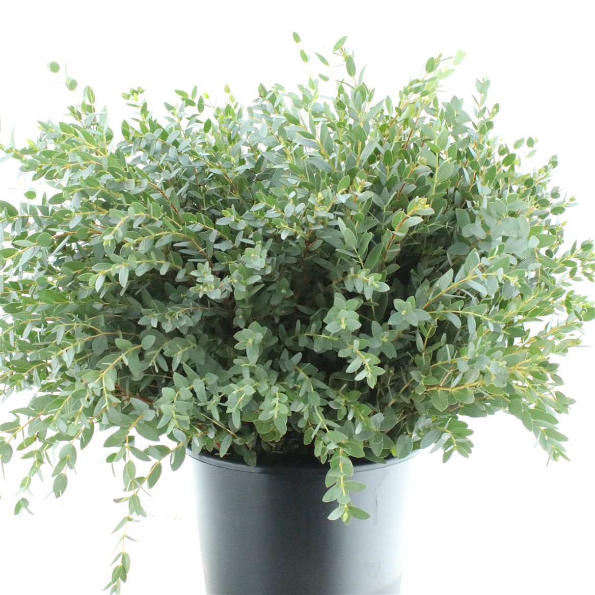 Eucalyptus Cinerea 50cm 200gram