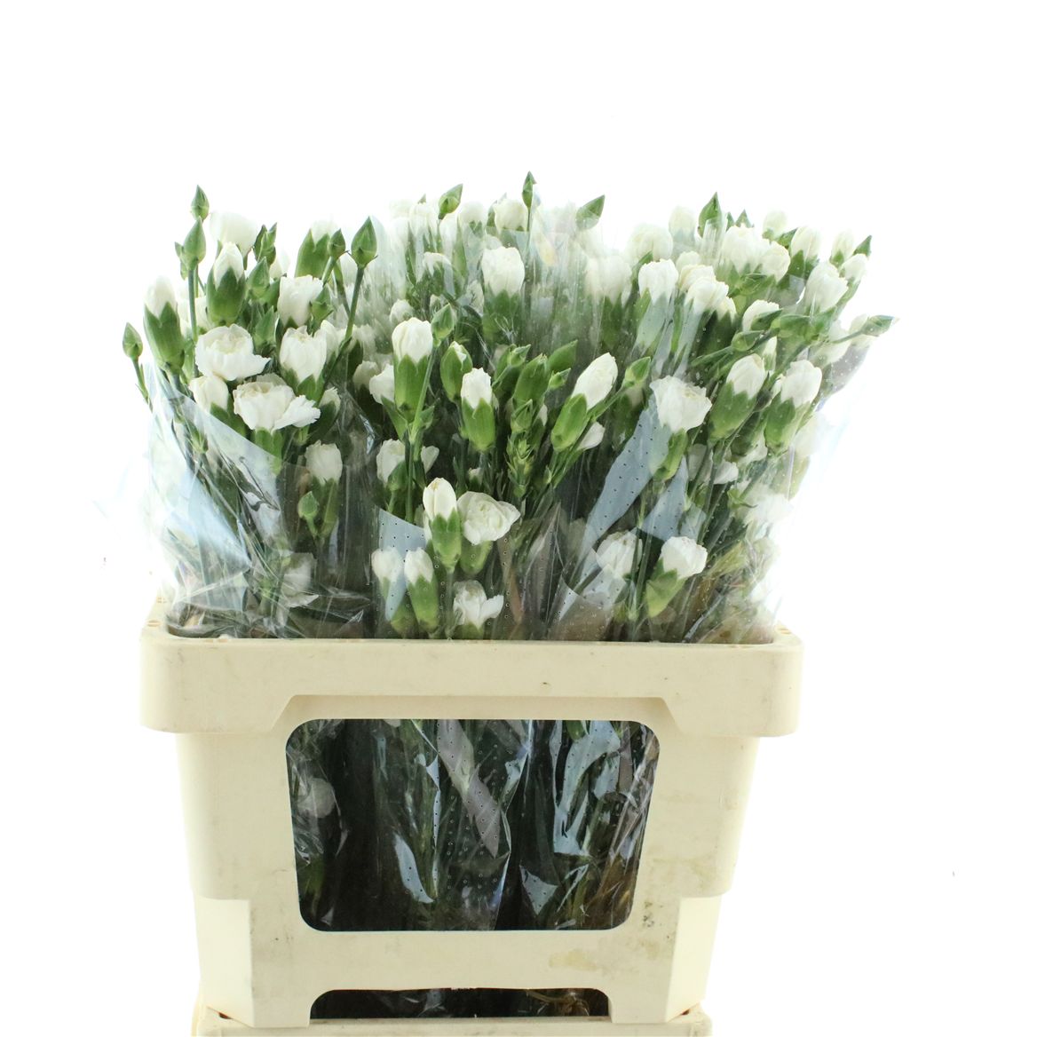 Dianthus Spray White Carmit 60cm