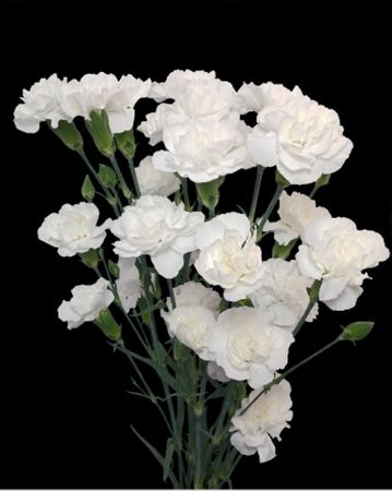 Dianthus Spray White Carmit 60cm