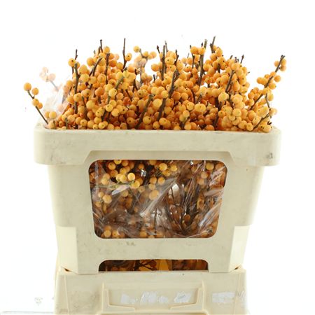 Ilex Ve Gold Verboom