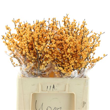 Ilex Ve Gold Verboom