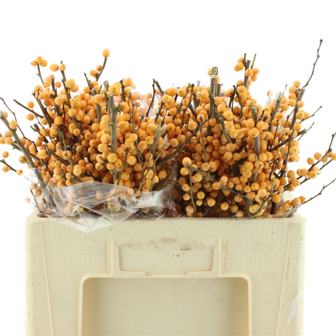 Ilex Golden Verboom 50cm