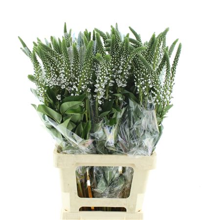 Lysim Clethroides