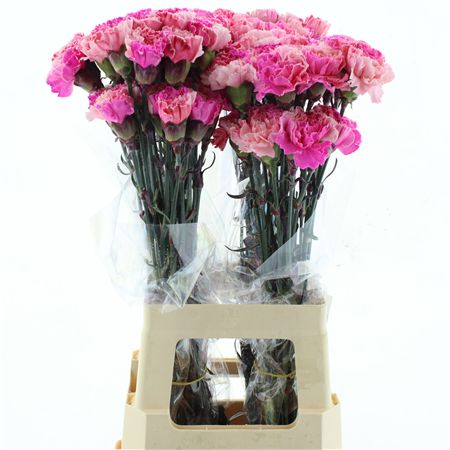 Di St Col Klb H% Cct- Cupid's Kiss