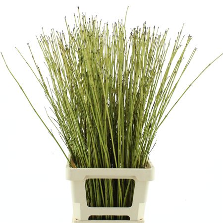 Cornus S Flaviramea