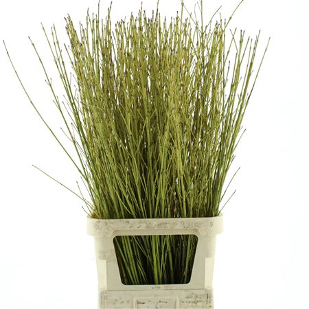 Cornus S Flaviramea