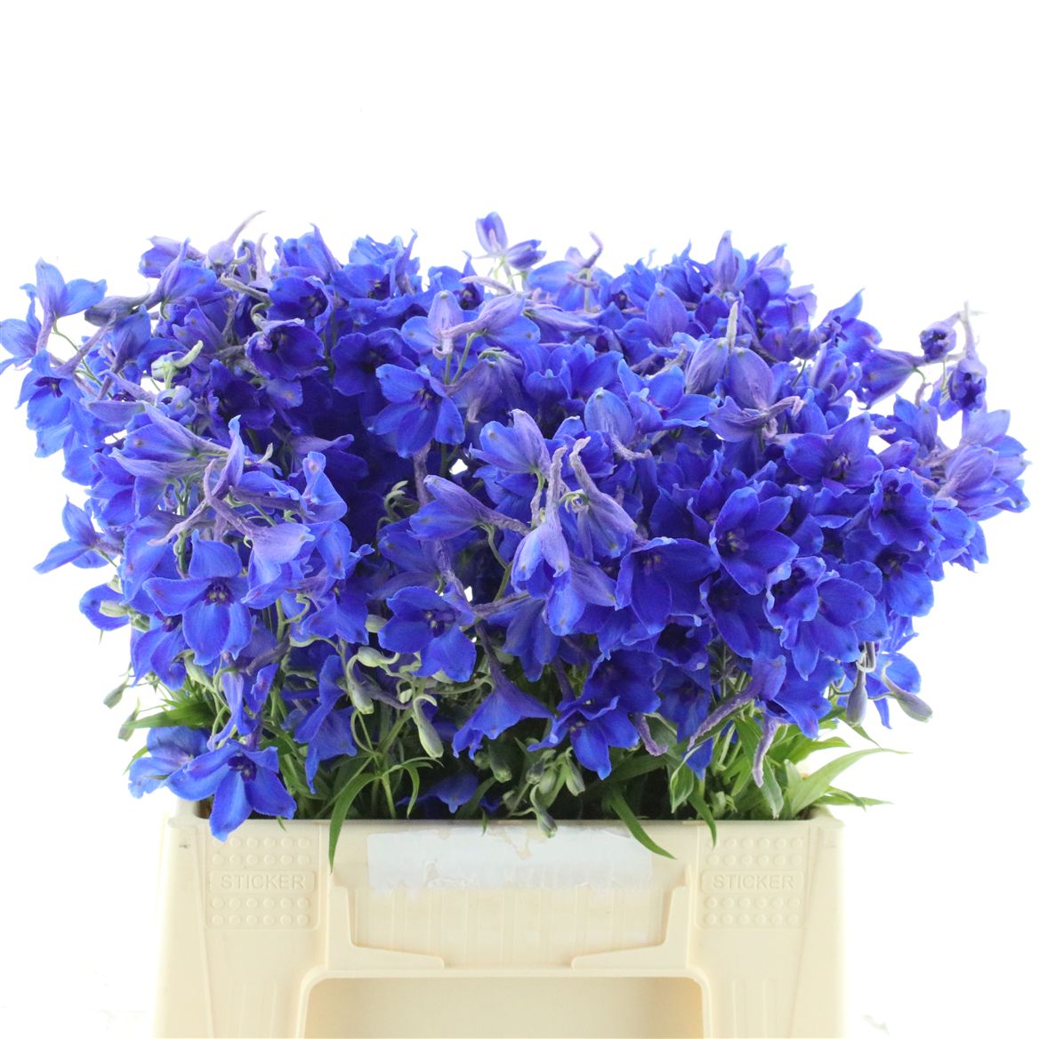 Delphinium Single Volkerfrieden 40cm