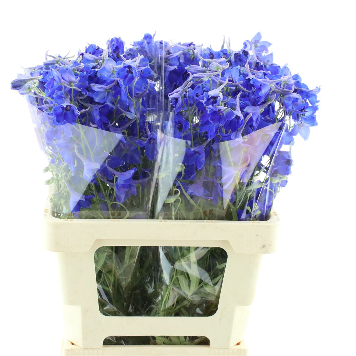 Delphinium Single Volkerfrieden 60cm