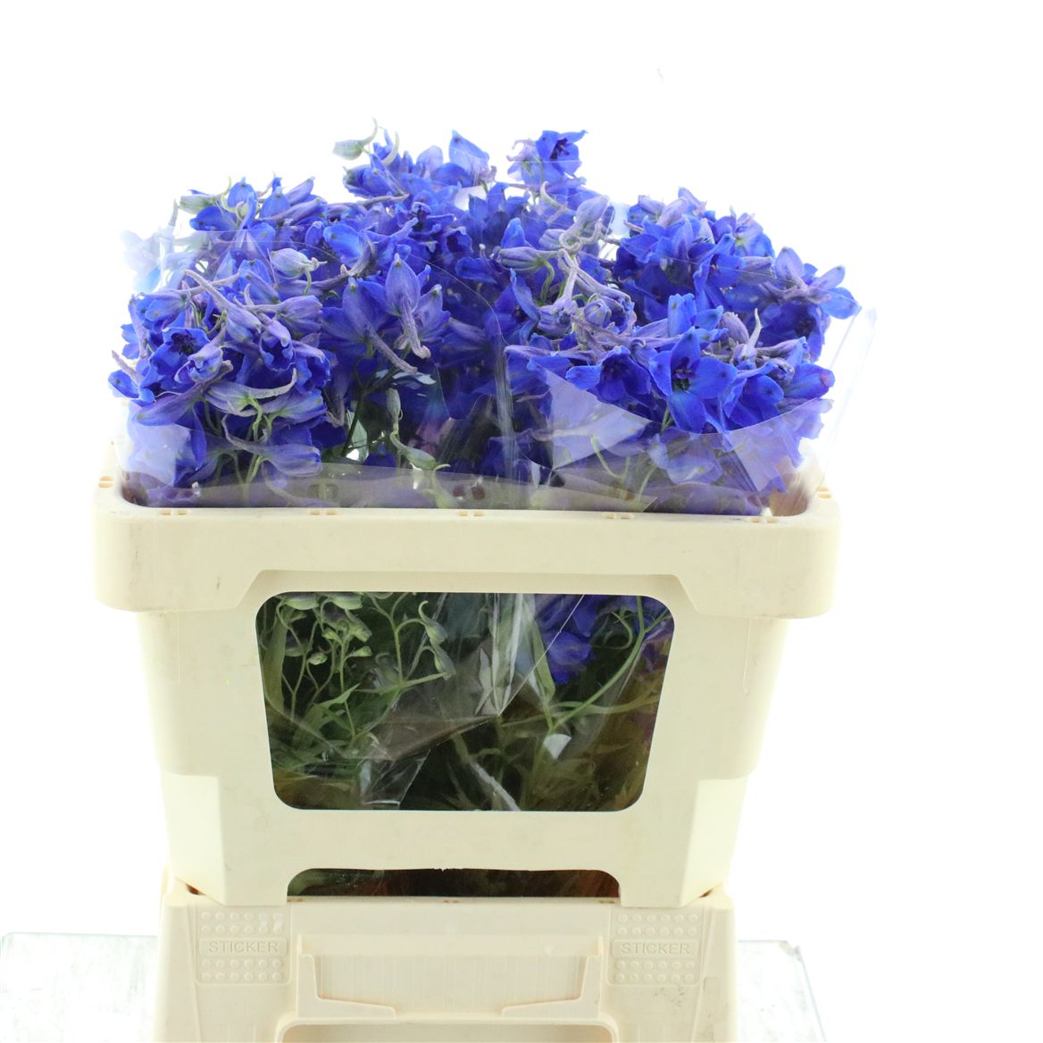 Delphinium Single Volkerfrieden 50cm
