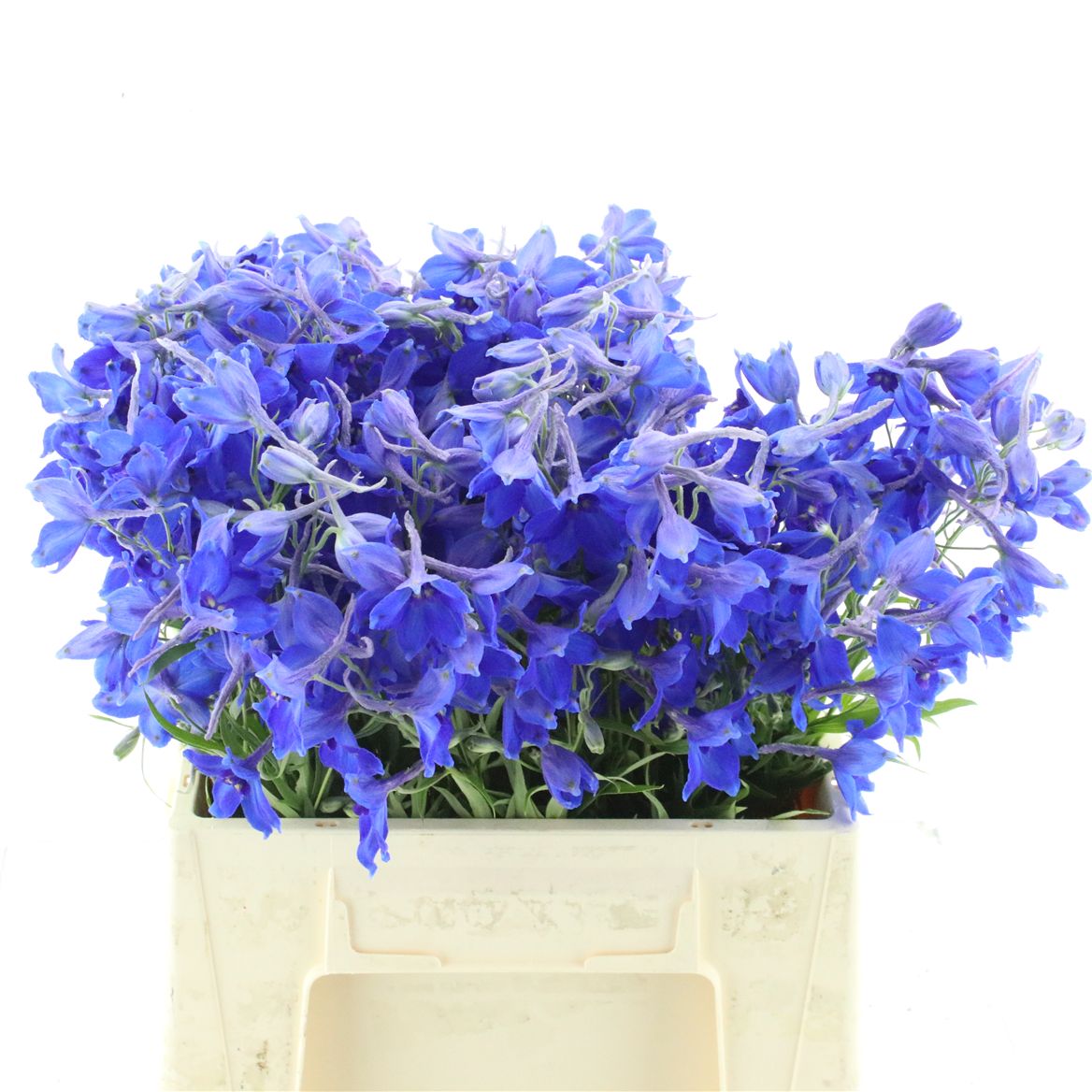 Delphinium Single Volkerfrieden 40cm