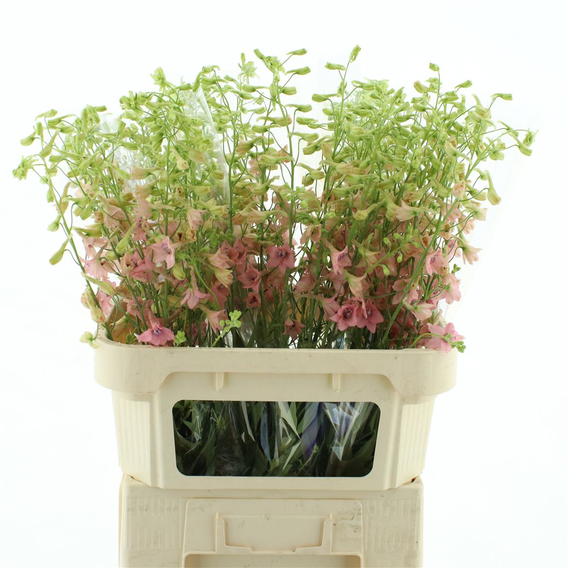 Delphinium Single Pink Sensation 40cm